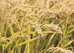 Le riz : un potentiel infini