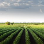 TRIBUNE – Entre compétitivité et souveraineté : cultivons le goût d’une véritable indépendance