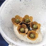 Amazake glacé assaisonné d’un caramel d’orge