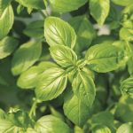Le Basilic : le goût de l’été