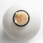 Céleri-rave mijoté, roquette sauvage, langoustine